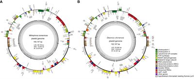 Comparative analysis of plastid genomes reveals rearrangements, repetitive sequence features, and phylogeny in the Annonaceae